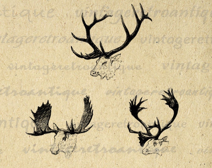 Digital Image Moose Elk Caribou Antlers Printable Animals Download Graphic Jpg Png Eps HQ 300dpi No.1013