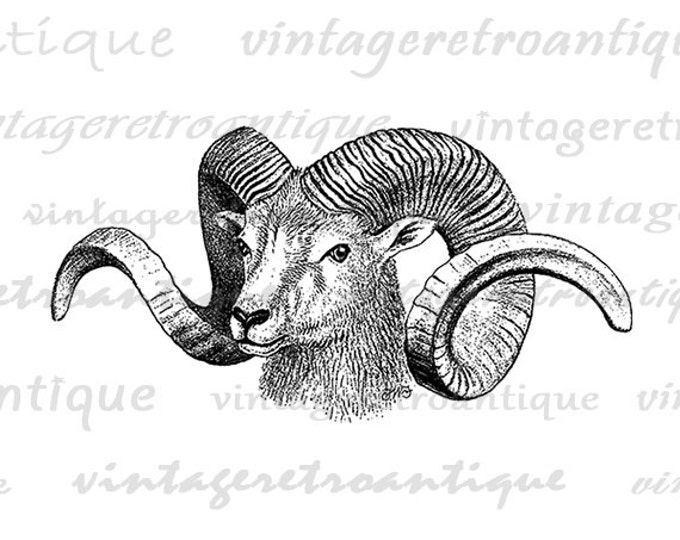 Ram Goat Antique Digital Graphic Printable Animal Download Image Vintage Clip Art Jpg Png Eps HQ 300dpi No.295