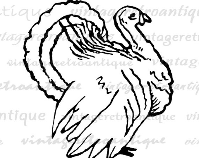 Digital Image Thanksgiving Turkey Printable Illustration Graphic Download Antique Clip Art Jpg Png Eps HQ 300dpi No.3240