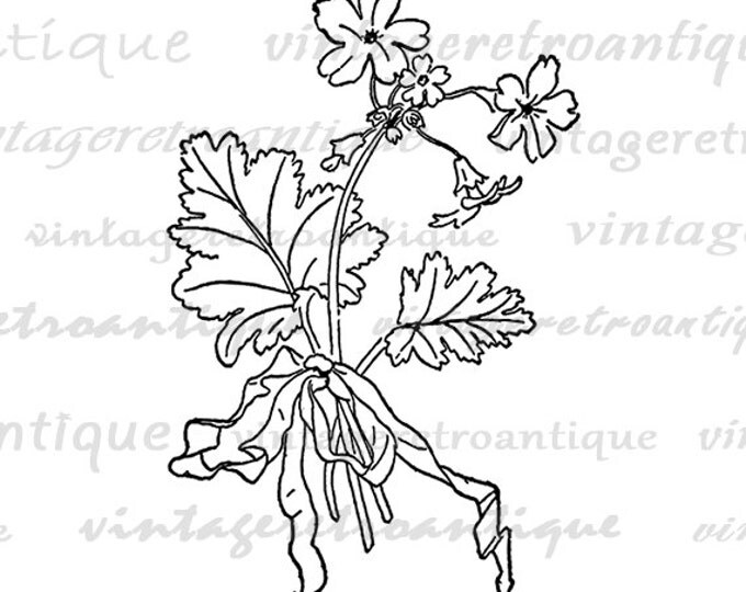 Printable Graphic Flowers with Ribbon Download Elegant Antique Image Digital Vintage Clip Art Jpg Png Eps HQ 300dpi No.3576