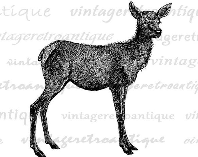 Digital Graphic Baby Elk Deer Download Image Printable Artwork Vintage Clip Art Jpg Png Eps HQ 300dpi No.2121