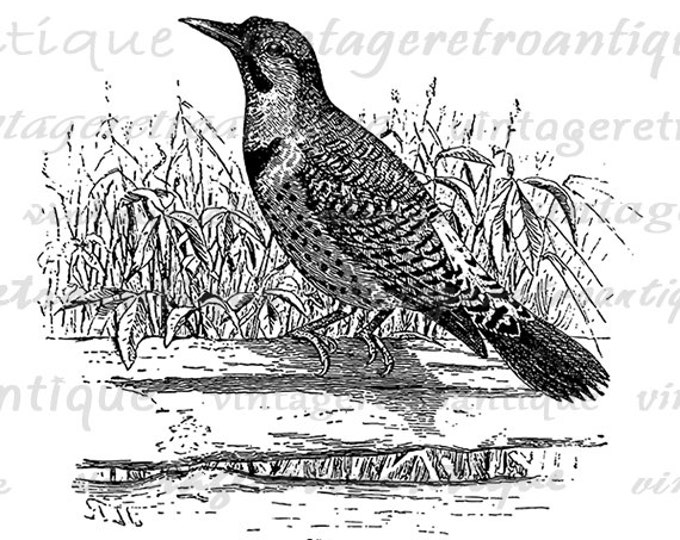 Flicker Bird Image Printable Download Antique Digital Graphic Vintage Clip Art Jpg Png Eps HQ 300dpi No.1022