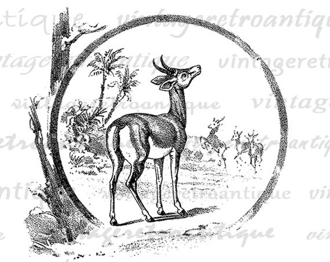 Antelope Digital Printable Download Deer Graphic Animal Image Antique Clip Art Jpg Png Eps HQ 300dpi No.246