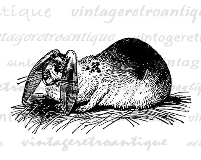 Printable Graphic Floppy Ear Rabbit Digital Bunny Download Image Vintage Clip Art Jpg Png Eps HQ 300dpi No.2702