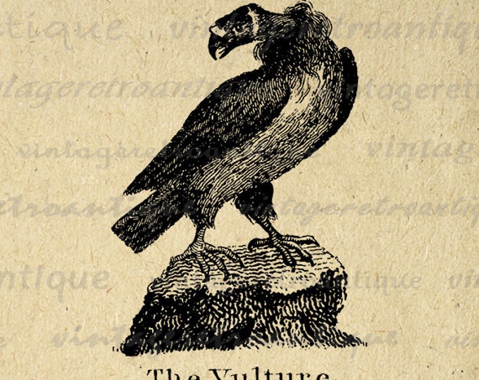 Digital Image Antique Vulture Illustration Printable Bird Graphic Download Vintage Clip Art HQ 300dpi No.921