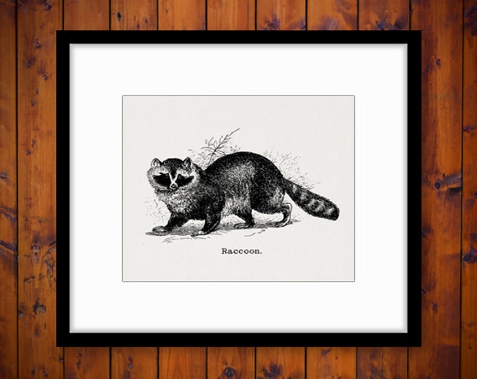 Printable Raccoon Graphic Digital Antique Illustration Download Image Vintage Clip Art Jpg Png Eps HQ 300dpi No.643