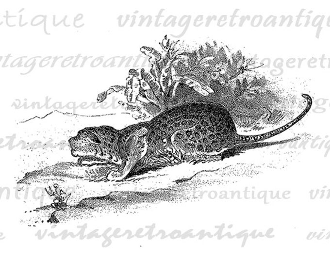 Cheetah Graphic Digital Printable Wild Cat Image Download Antique Clip Art Jpg Png Eps HQ 300dpi No.268