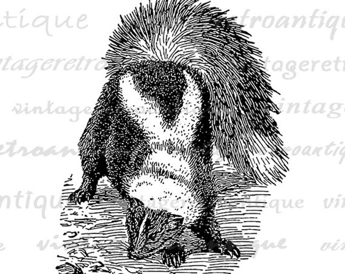 Digital Graphic Antique Skunk Printable Illustration Image Download Vintage Clip Art Jpg Png Eps HQ 300dpi No.3167