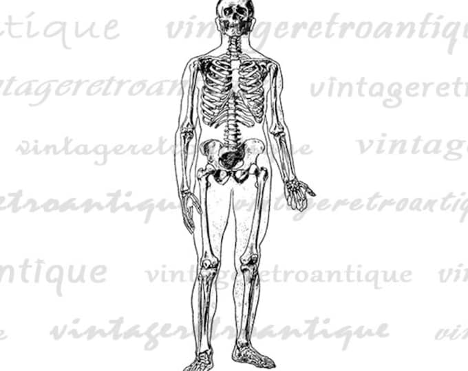 Printable Digital Skeleton X Ray Image Graphic Download Artwork Vintage Clip Art Jpg Png Eps HQ 300dpi No.2237