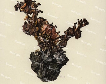 Vintage mineralogy of crystal and rocks Cuivre