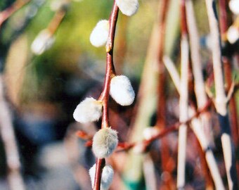 French Pussy Willow, Salix caprea, QT POT
