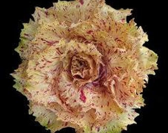 VLR) VARIEGATA di Castelfranco Radicchio~Seeds!~~~~Belongs in the Flower Bed!