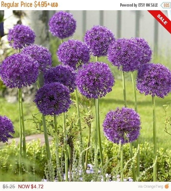 GIANT Allium Bulbs His Excellency Perennials by CaribbeanGarden