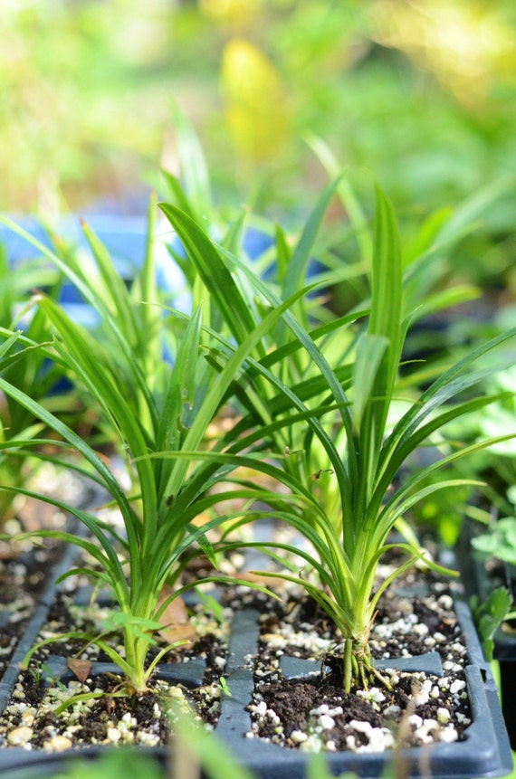 Pandan Leaf (Pandanus amaryllifolius) Live Plant Ships in 100 Biodegradable 4" Coconut Fiber