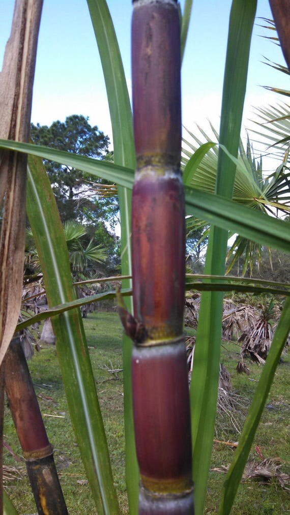Florida Red Sugarcane Cuttings