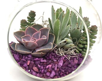 DIY Terrarium Kit "Pretty in Purple"-Succulent kit-Large Globe Terrarium-Gardener Gift-Housewarming Gift-Graduation Gift-Birthday Gift