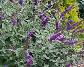 Butterfly bush | Etsy