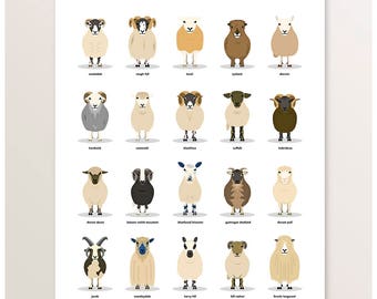 Sheep Poster, Farm Animals, Sheep Breeds, Farm Illustration, British Livestock