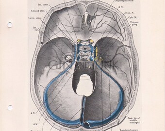 The human brain Human Anatomy the human skull Old medical