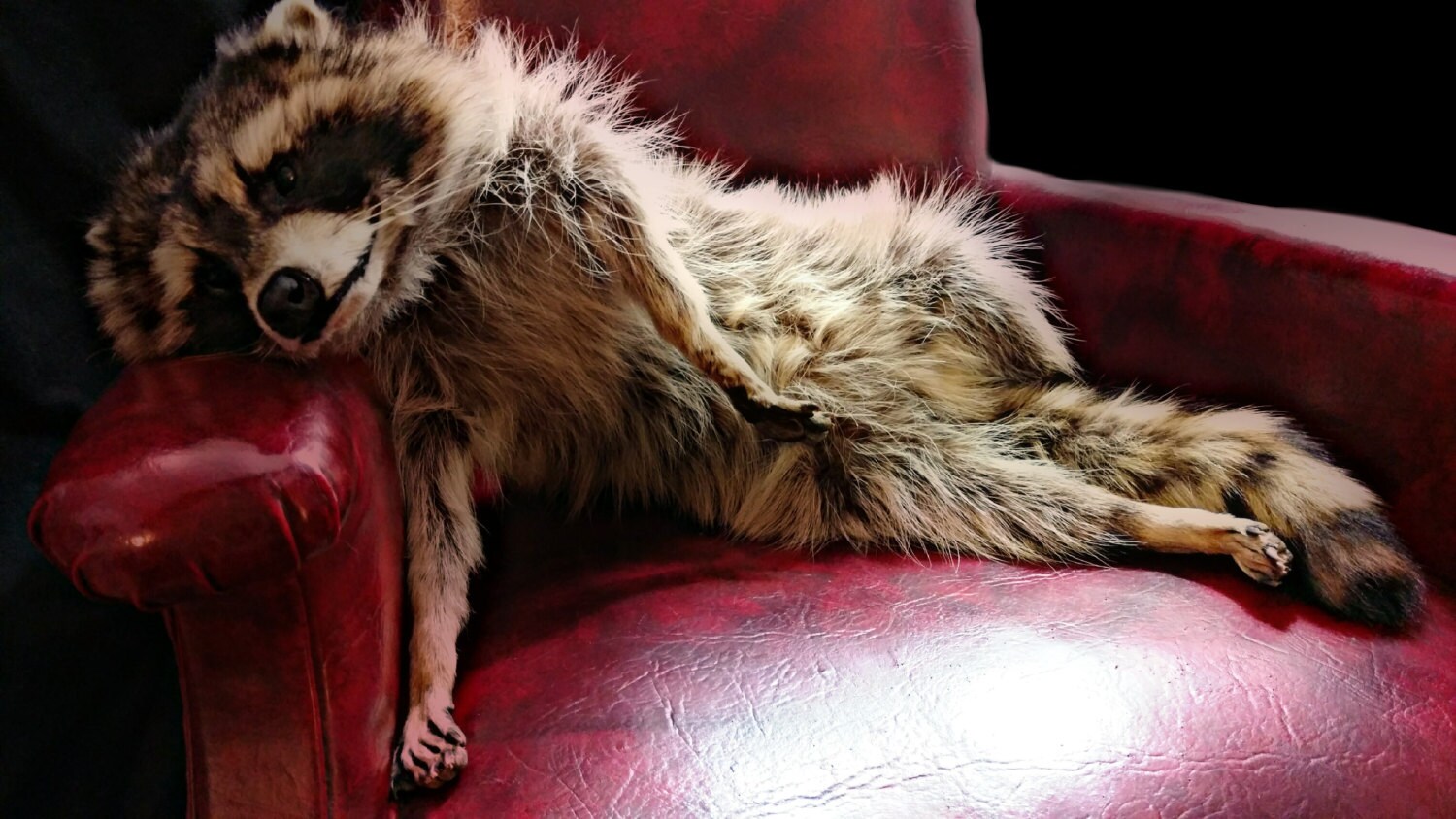 stuffed raccoon taxidermy