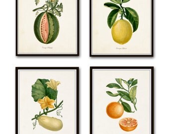French Botanical Print Set No. 12, Giclee, Prints, Kitchen Art, Antique Botanicals, Fruit Prints, Wall Art, Lemon, Orange, Citrus Prints