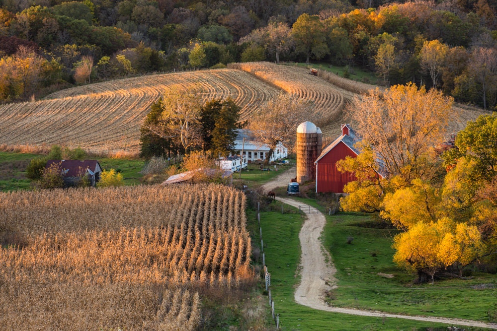 Iowa Farmscape harvest season corn fields farming