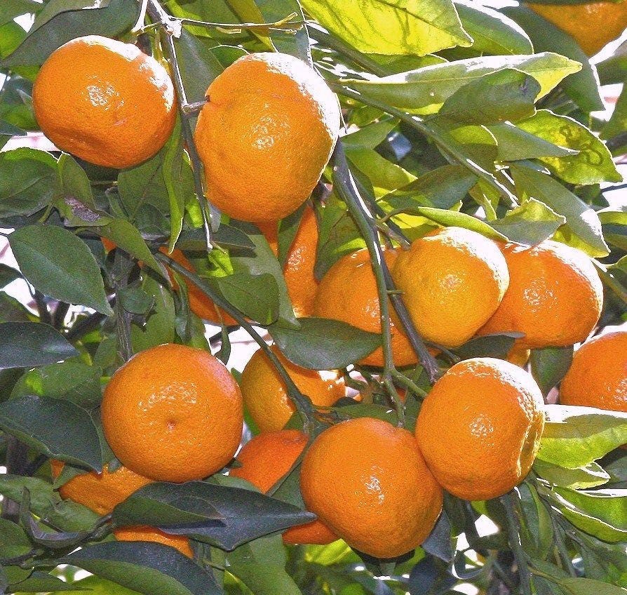 OWARI SATSUMA Tree Real Live Citrus Fruit Trees 3 to