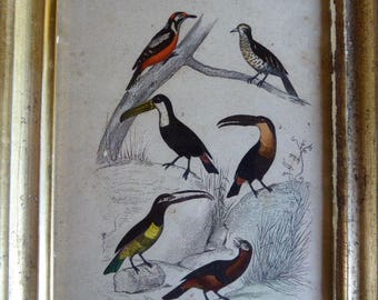 Framed Bird Print, Toucan Bird Family, Ornithological Print, Wall Decor, Vintage French 04170203-106