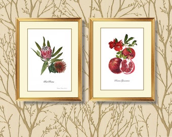 Pomegranate, Instant Art Download, Wall Art, Greeting Card,Botanical Art,digital download,digital art download, Flower Art