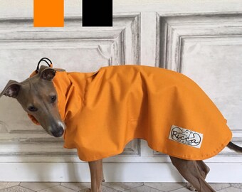 Italian Greyhound iggy Gingham Lwvrwttw d'Italie Italienisches Windspiel Galgo italiano Greyhound Piccolo Levriero Italiano 이탈리안 그레이하운드