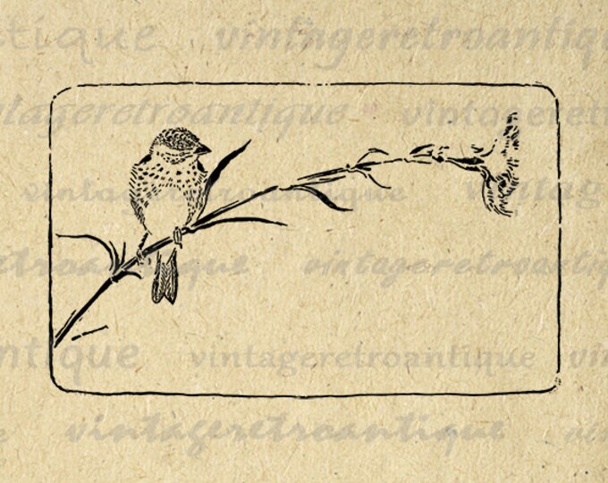 Printable Finch Bird Image Graphic Digital Download Artwork Antique Clip Art Jpg Png Eps HQ 300dpi No.1682