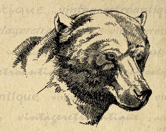 Digital Image Brown Bear Graphic Bear Printable Download Illustration Vintage Clip Art Jpg Png Eps HQ 300dpi No.4136