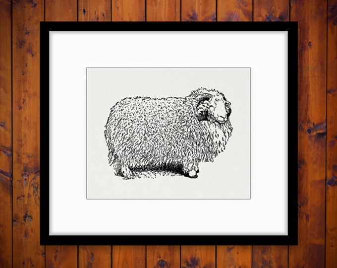 Printable Image Herdwick Ram Sheep Graphic Illustrated Digital Download Vintage Clip Art Jpg Png Eps HQ 300dpi No.3427