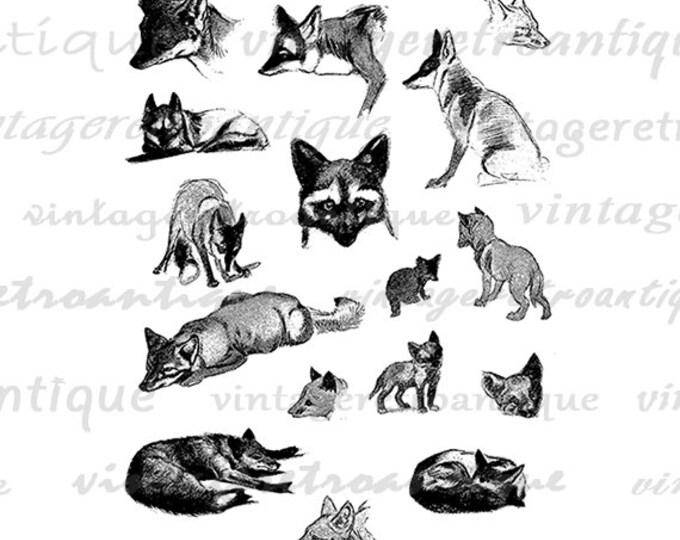 Fox Collage Sheet Graphic Digital Download Foxes Printable Illustration Image Vintage Clip Art Jpg Png Eps HQ 300dpi No.1230