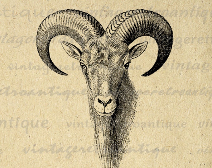 Goat Ram Graphic Printable Download Animal Image Digital Jpg Png Eps HQ 300dpi No.496