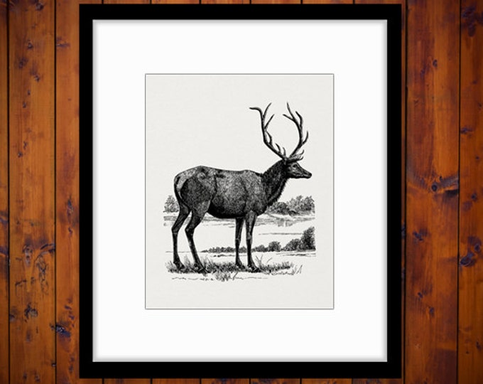 Digital Antique Elk Printable Download Image Animal Artwork Graphic Vintage Clip Art Jpg Png Eps HQ 300dpi No.2195