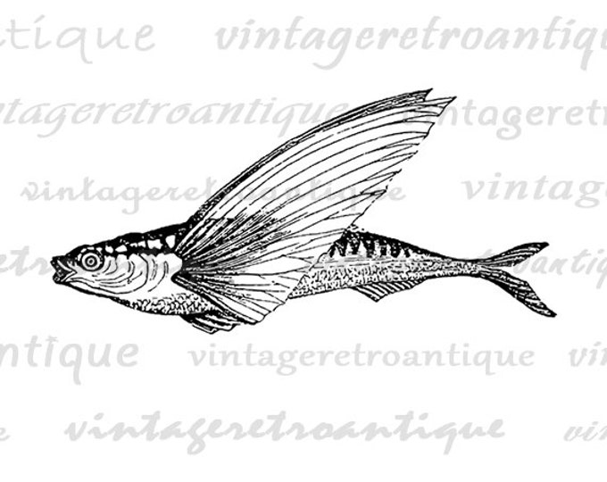 Digital Flying Fish Graphic Image Antique Fish Illustration Printable Download Vintage Clip Art Jpg Png Eps HQ 300dpi No.3870