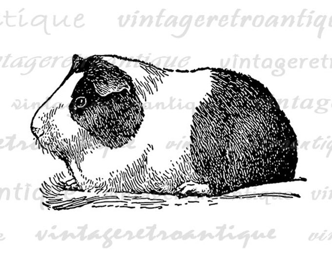 Printable Guinea Pig Image Digital Pet Download Illustration Graphic Vintage Clip Art Jpg Png Eps HQ 300dpi No.3055