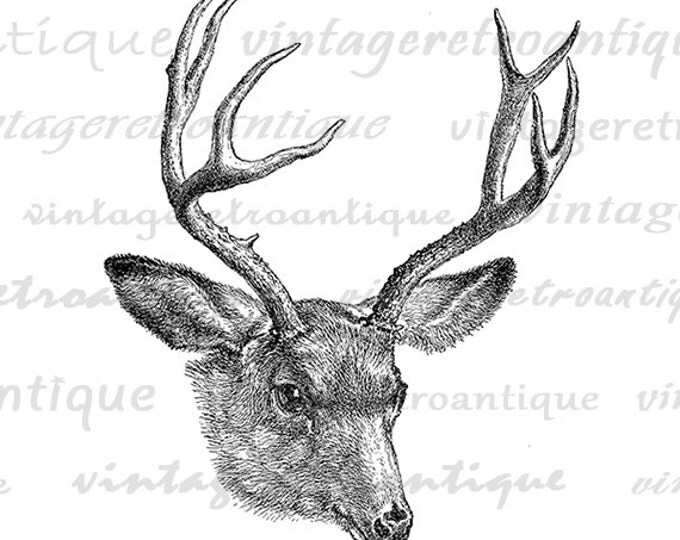 Digital Deer Printable Download Antlers Illustration Graphic Image Antique Clip Art Jpg Png Eps HQ 300dpi No.3126