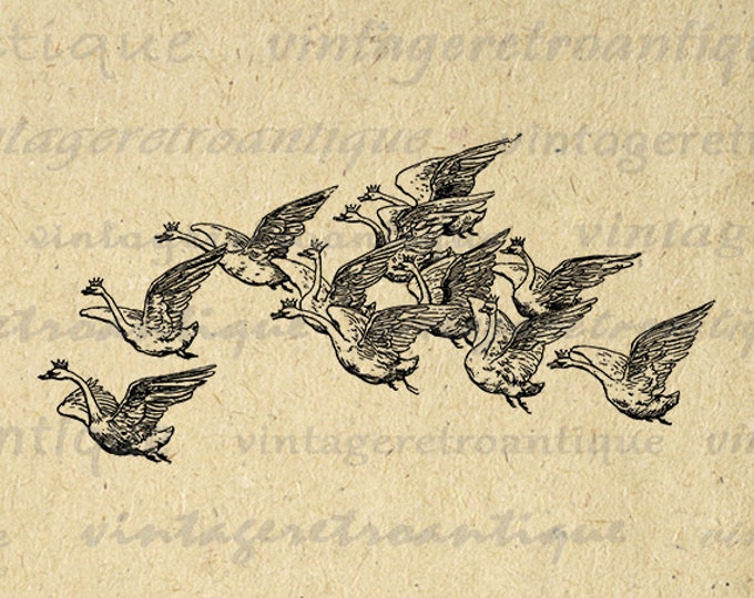 Printable Image Flying Geese with Crowns Graphic Bird Illustration Download Digital Jpg Png Eps HQ 300dpi No.3790