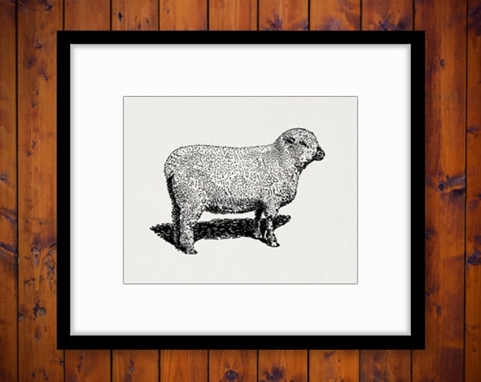 Printable Image Shropshire Sheep Download Graphic Digital Vintage Clip Art Jpg Png Eps HQ 300dpi No.3230