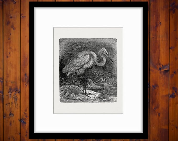 Great White Heron Bird Image Graphic Digital Download Antique Bird Illustration Printable Vintage Clip Art for Transfers HQ 300dpi No.2686