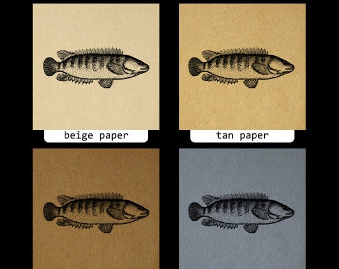 Digital Image Fish Graphic Antique Download Printable Vintage Clip Art Jpg Png Eps HQ 300dpi No.600