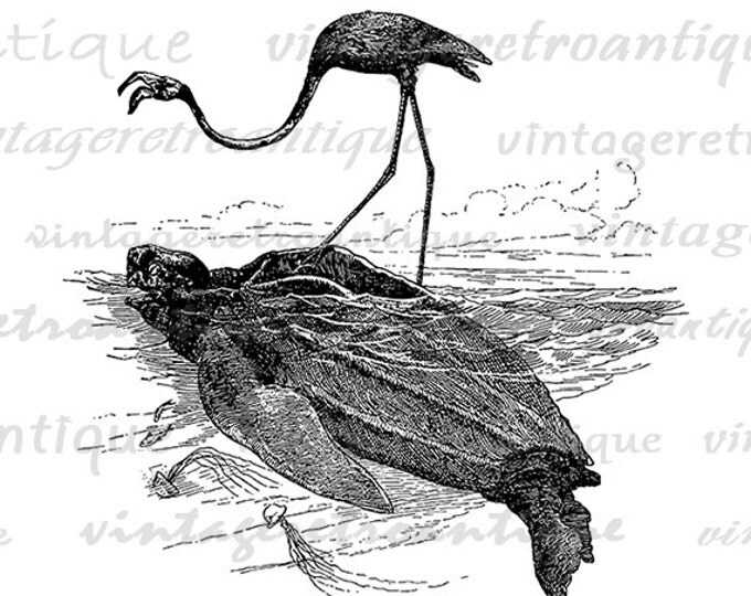 Printable Digital Flamingo on the back of a Sea Turtle Download Image Graphic Vintage Clip Art Jpg Png Eps HQ 300dpi No.3329