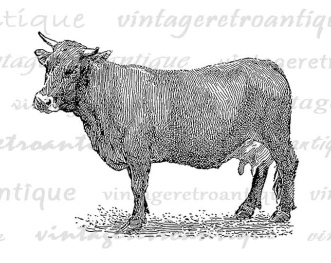 Digital Image Brown Swiss Cow Printable Illustration Download Graphic Vintage Clip Art Jpg Png Eps HQ 300dpi No.3122