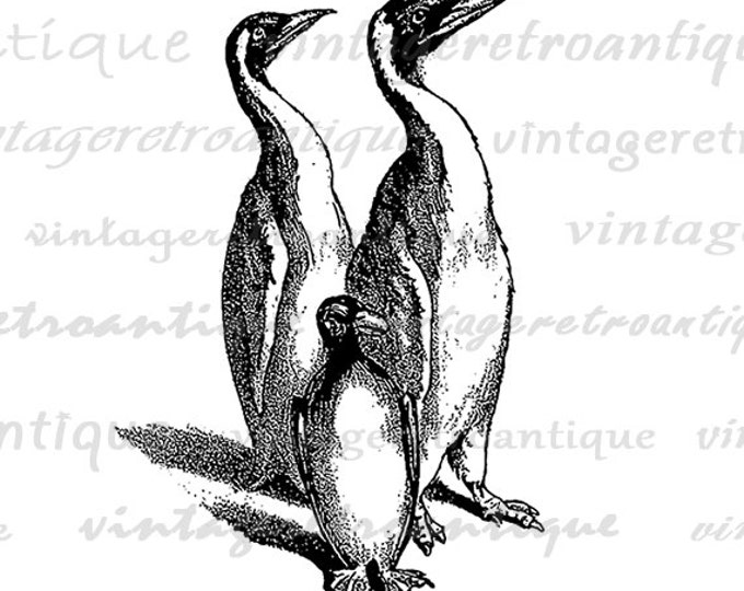 Printable Graphic Penguins Image Bird Download Antique Digital Vintage Clip Art Jpg Png Eps HQ 300dpi No.259