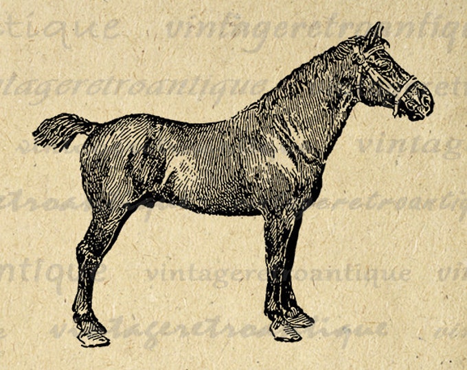 Printable Graphic Hackney Pony Mare Horse Digital Download Image Antique Clip Art Jpg Png Eps HQ 300dpi No.3558