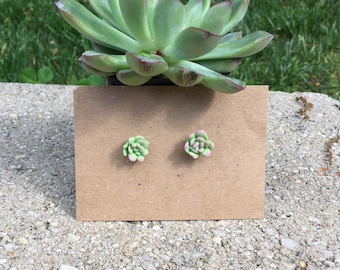 Succulent Earrings - Polymer Clay - Polymer Clay Succulent Earrings