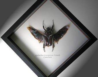 Huge Real Beetle Goliathus Conspersus Female Framed In Museum Quality Shadowbox