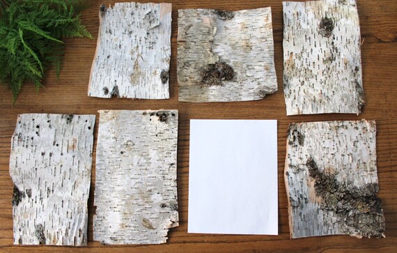 10 Large Birch Bark Sheets / All Natural Birch Bark Paper / Birch Bark ...